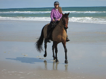 Morgan Horse on beach